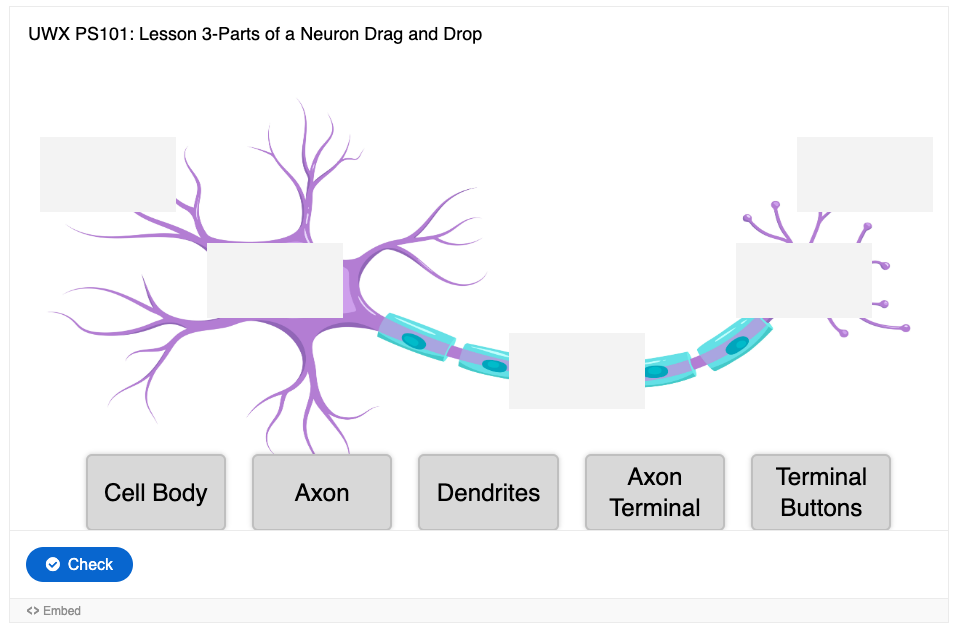 
The image displays an interactive drag-and-drop activity titled "UWX PS101: Lesson 3-Parts of a Neuron". The graphic representation of a neuron shows a central cell body with dendrites branching out from one side and an axon leading to terminal buttons on the opposite side. There are blank labels over the main parts of the neuron awaiting the correct terms to be placed. Below the neuron image, there are draggable options labeled "Cell Body", "Axon", "Dendrites", "Axon Terminal", and "Terminal Buttons". At the bottom of the image is a "Check" button, presumably to submit the answers. The purpose of the activity is to identify and match the parts of a neuron with their correct labels.